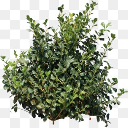 Cliparts For Free Download Bush Clipart Desert Shrub Vector 260x260 Cliparts For Free Download Bush Clipart Desert Shrub Vector