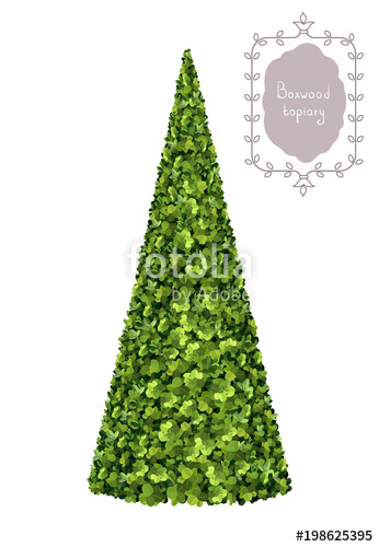 Isolated Boxwood Pyramid, Boxwood Topiary, Garden Plant, Vector 346x500 Isolated Boxwood Pyramid, Boxwood Topiary, Garden Plant, Vector