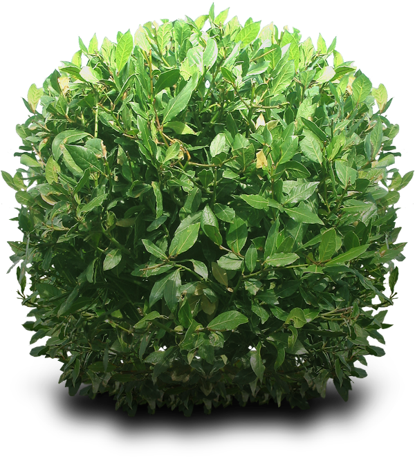 Tema Shrubs, Planting Shrubs, Tree 600x661 Tema Shrubs, Planting Shrubs, Tree