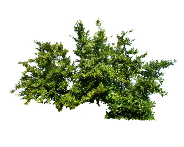 Png Shrub Vector, Clipart 700x560 Png Shrub Vector, Clipart