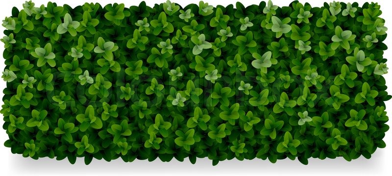 Rectangular Boxwood Shrubs, Green Stock Vector Colourbox 800x359 Rectangular Boxwood Shrubs, Green Stock Vector Colourbox