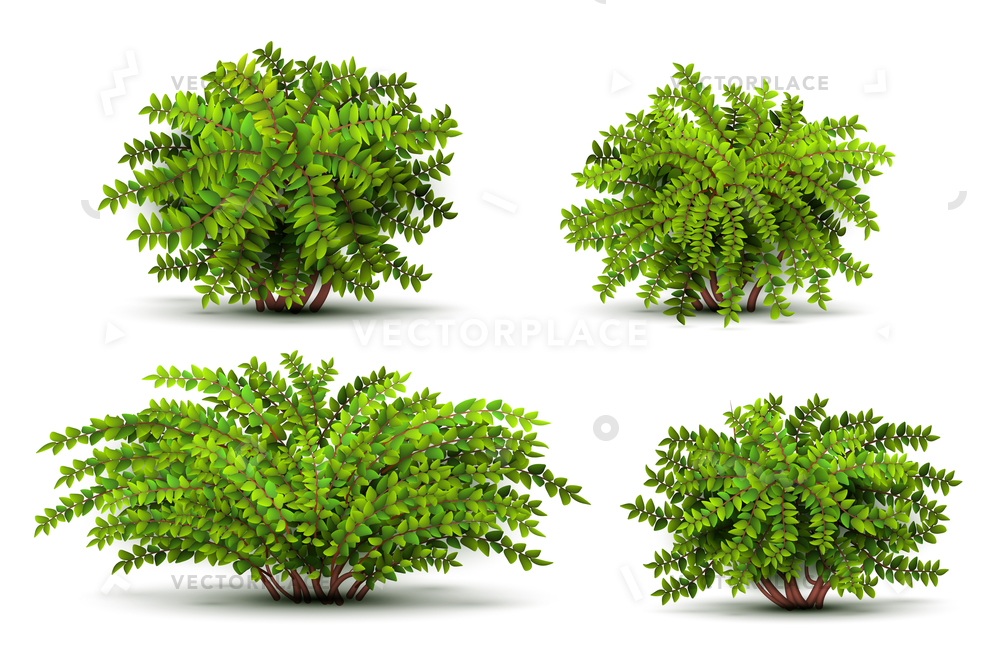 Shrubbery Isometric Bushes Isolated White Vector Illustration 1000x667 Shrubbery Isometric Bushes Isolated White Vector Illustration