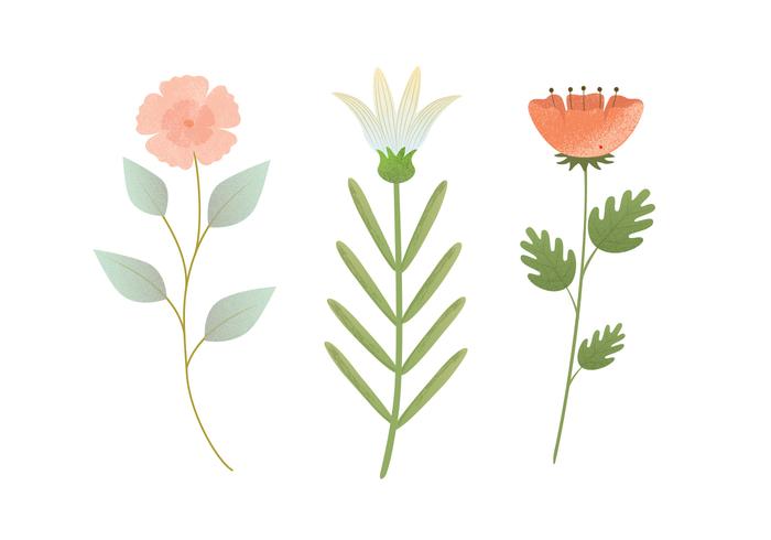 700x490 Flower Illustration