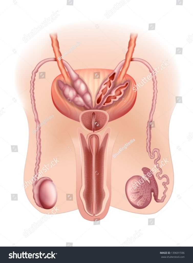 754x1024 Female Reproductive System Diagram Fill In The Blank Male