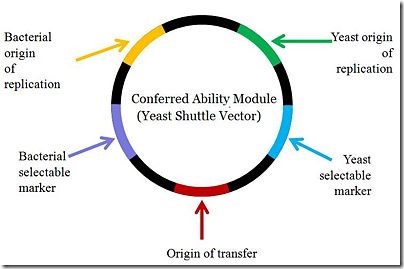 404x269 Biology Exams U Difference Between Shuttle Vector