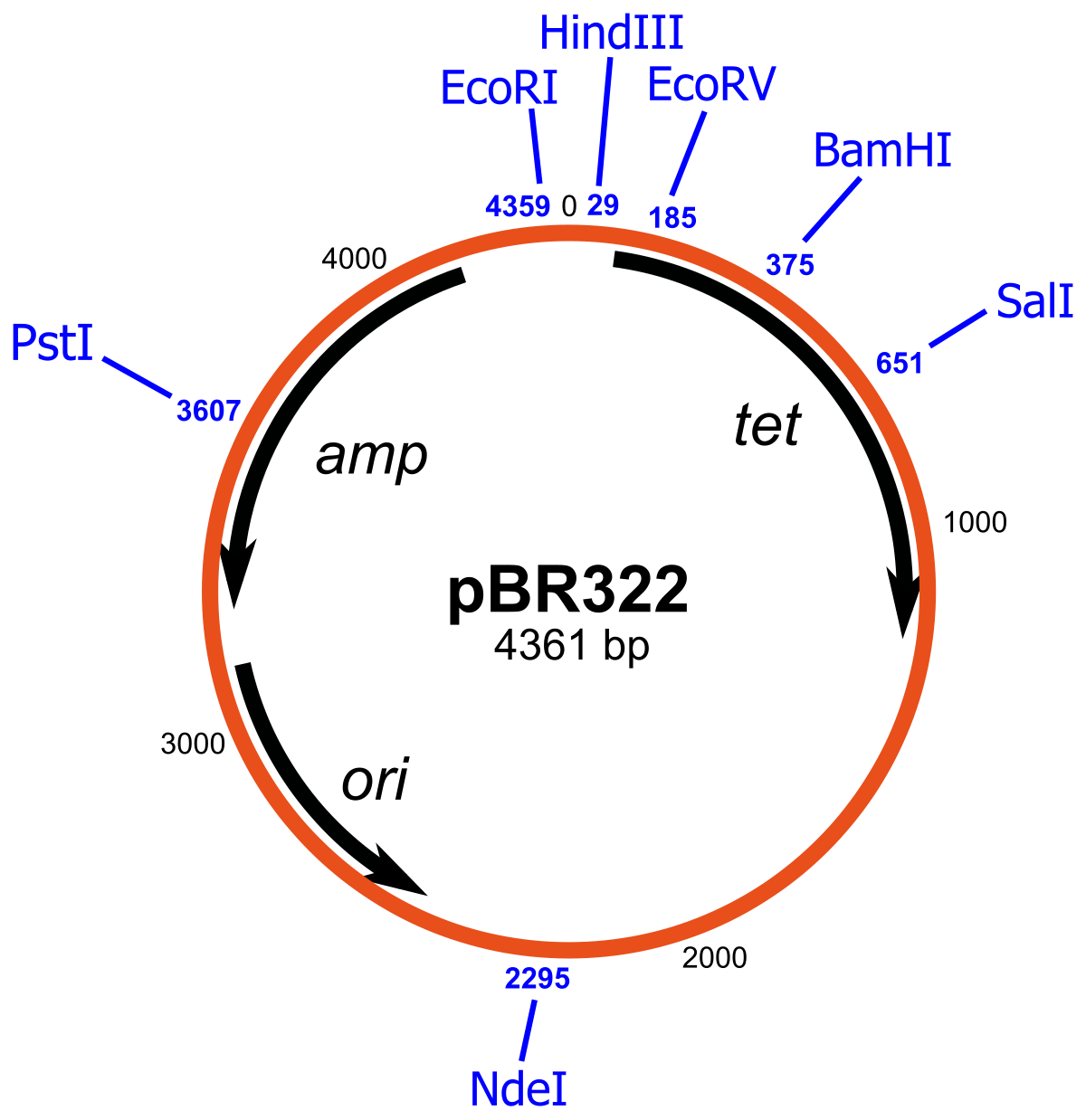 1200x1238 Cloning Vector