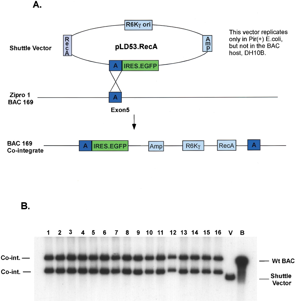 1257x1280 Highly Efficient Modification Of Bacterial Artificial Chromosomes