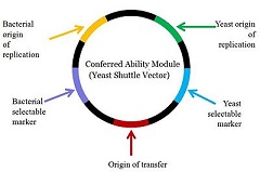 240x159 Learn Examples On Shuttle Vector Meaning, Concepts, Formulas