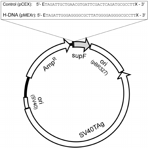 492x492 Plasmid Features Schematic Of The Shuttle Vector Map