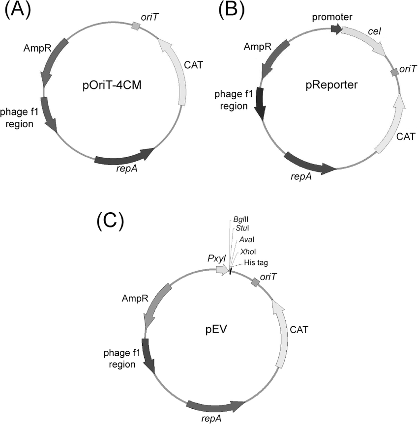 850x863 Schematic Map Of The Shuttle Vector Porit