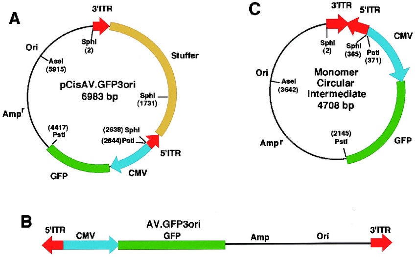 850x526 Structure Of The Provirus Shuttle Vector And The Predicted