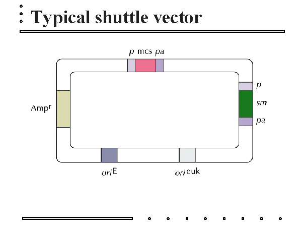 600x450 Typical Shuttle Vector