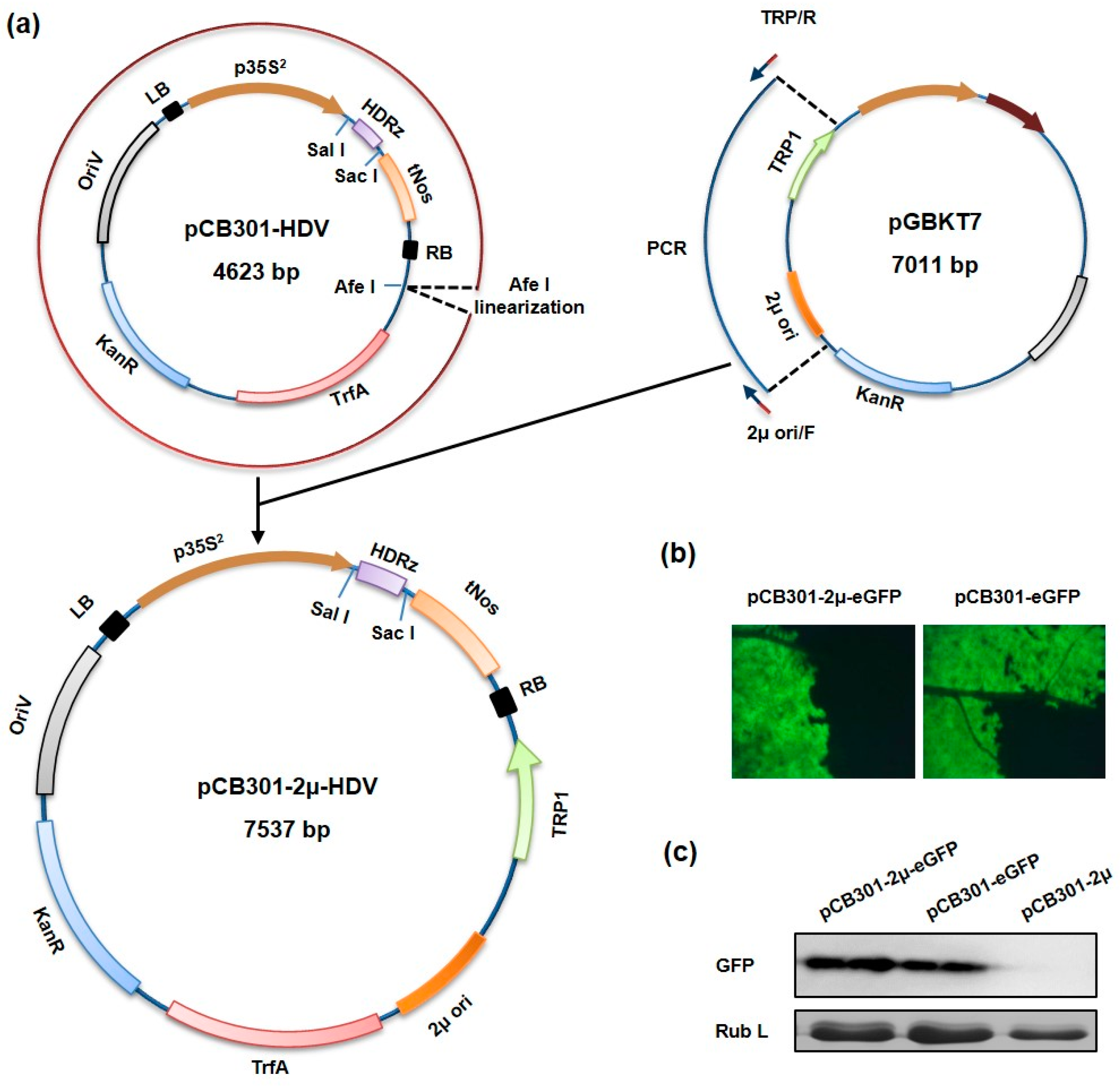 2699x2622 Viruses Free Full Text Rapid Construction Of Complex Plant Rna