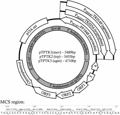 388x373 A Series Of New E Thermococcus Shuttle Vectors Compatible