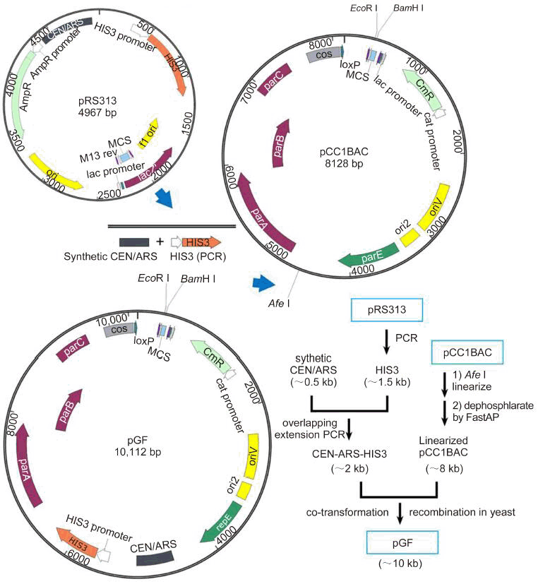 762x827 Assembly Of Long Dna Sequences Using A New Synthetic Escherichia