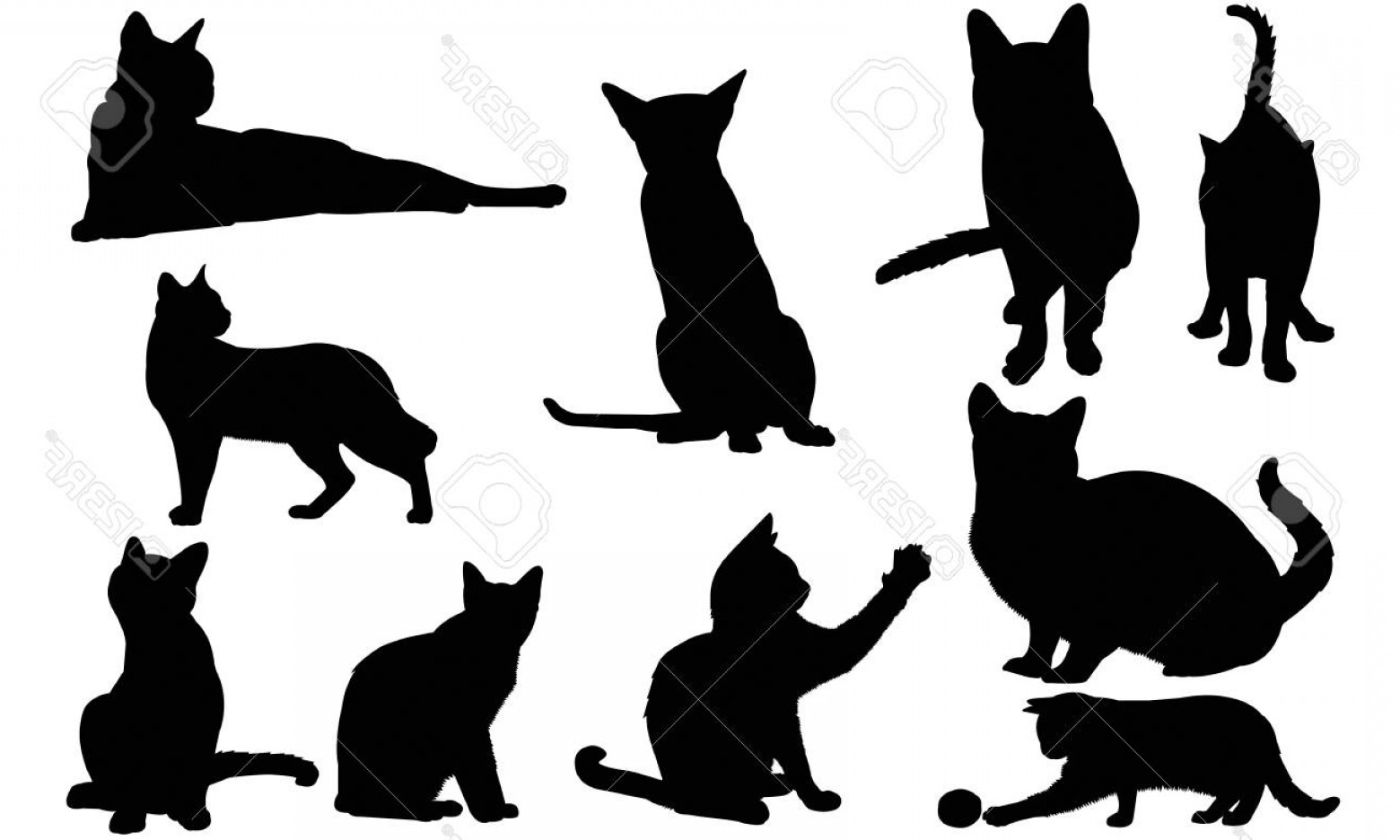 1560x936 Photostock Vector Siamese Cat Silhouette Illustration Hoodamathrun