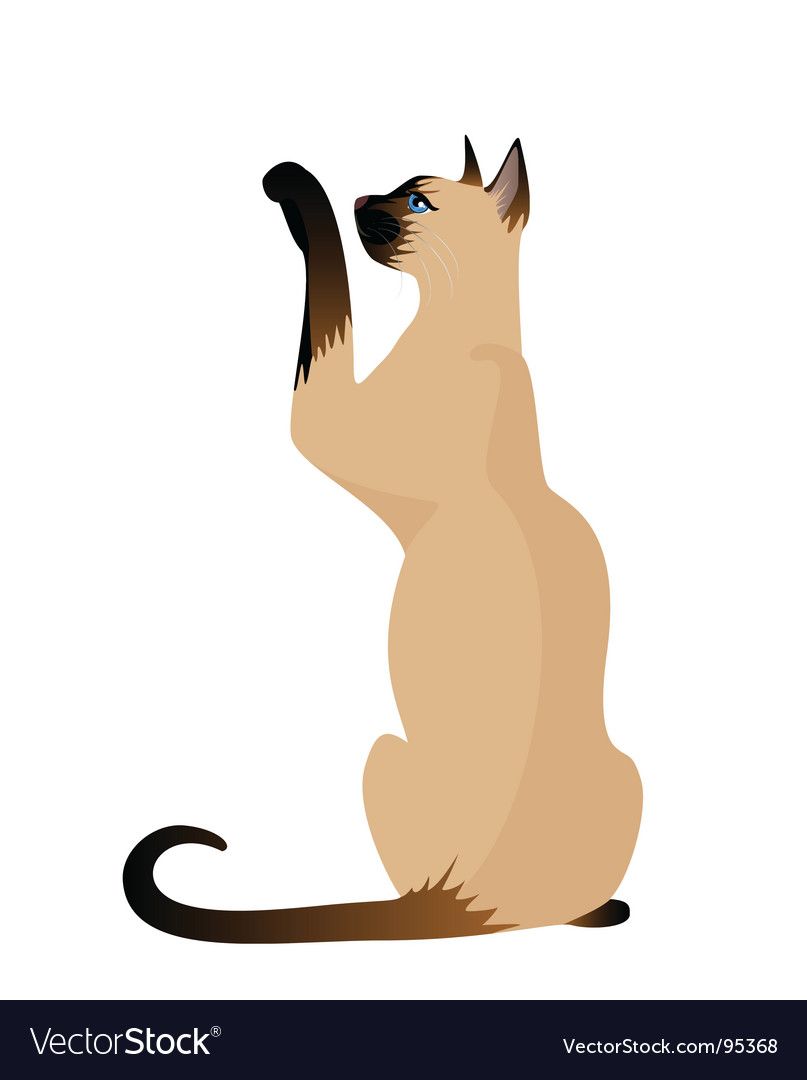 807x1080 Collage Inspiration Siamese Cats, Cat