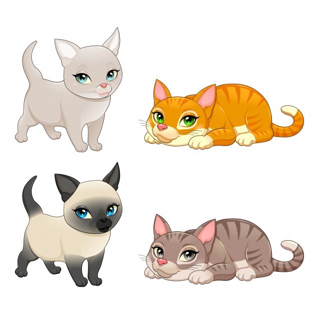 626x626 Siamese Cat Vectors, Photos And Free Download