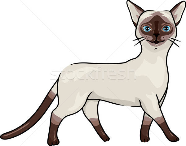 600x472 Siamese Cat Vector Illustration Lenm