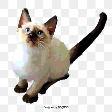 360x360 Siamese Cats Png, Vector, And Clipart With Transparent