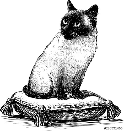 473x500 Siamese Cat Sitting On A Pillow Stock Image And Royalty Free