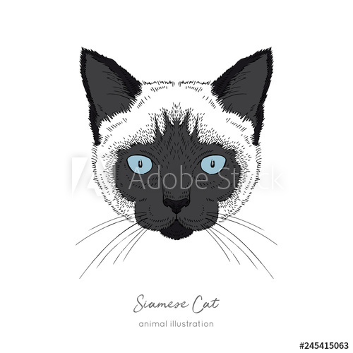 500x500 Symmetrical Vector Portrait Illustration Of Siamese Cat Hand