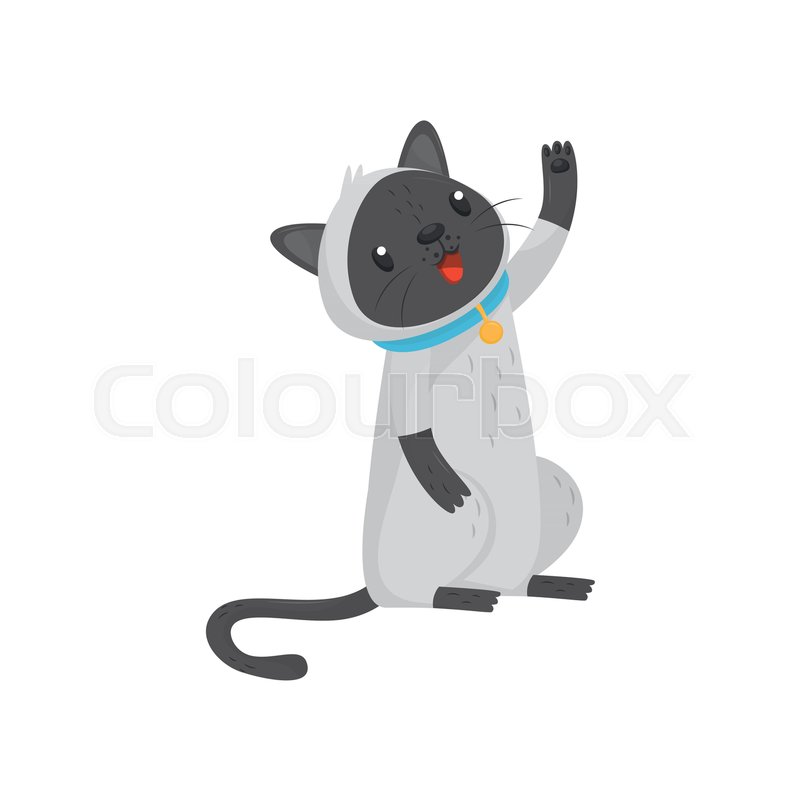 800x800 Cute Siamese Cat Standing On Hind Legs Stock Vector Colourbox