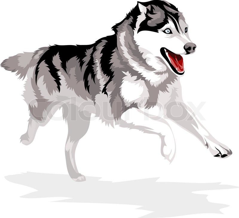 800x730 Running Dog Breed Siberian Husky Vector Colourbox On Colourbox
