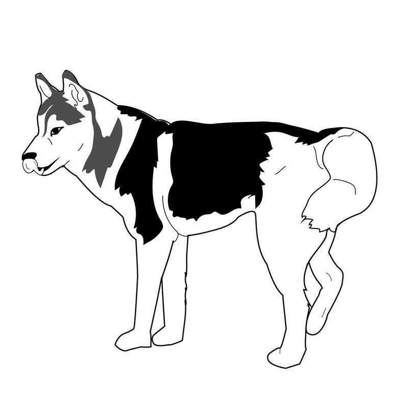 794x794 Siberian Husky Vector Dog Illustration Cute Animal Png Etsy