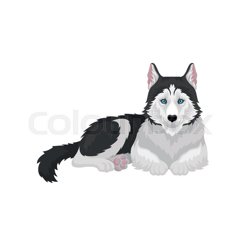 800x800 Siberian Husky Lying, White And Black Stock Vector Colourbox