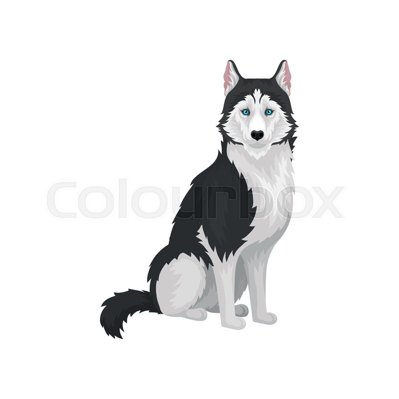800x800 Siberian Husky Purebred Dog With Blue Stock Vector Colourbox