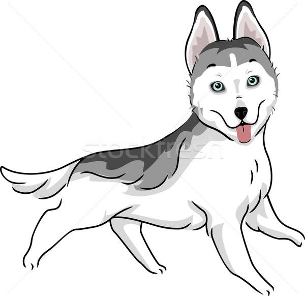 600x582 Siberian Husky Vector Illustration Lenm