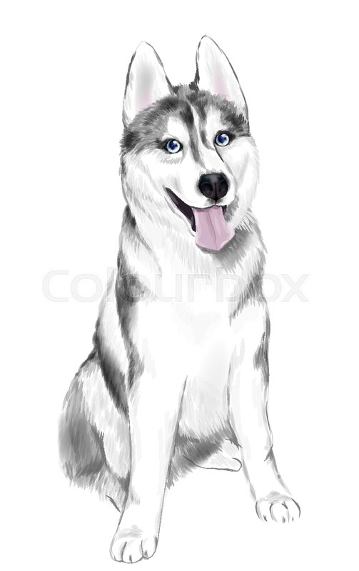 503x800 White And Gray Adult Siberian Husky Stock Vector Colourbox