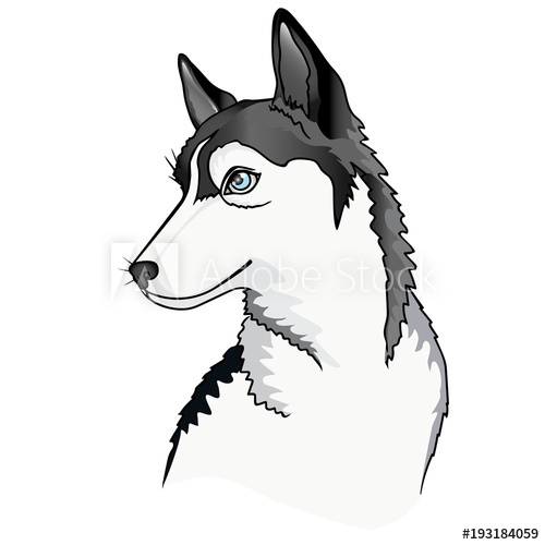 500x500 Dog Puppy Siberian Husky Vector Illustration
