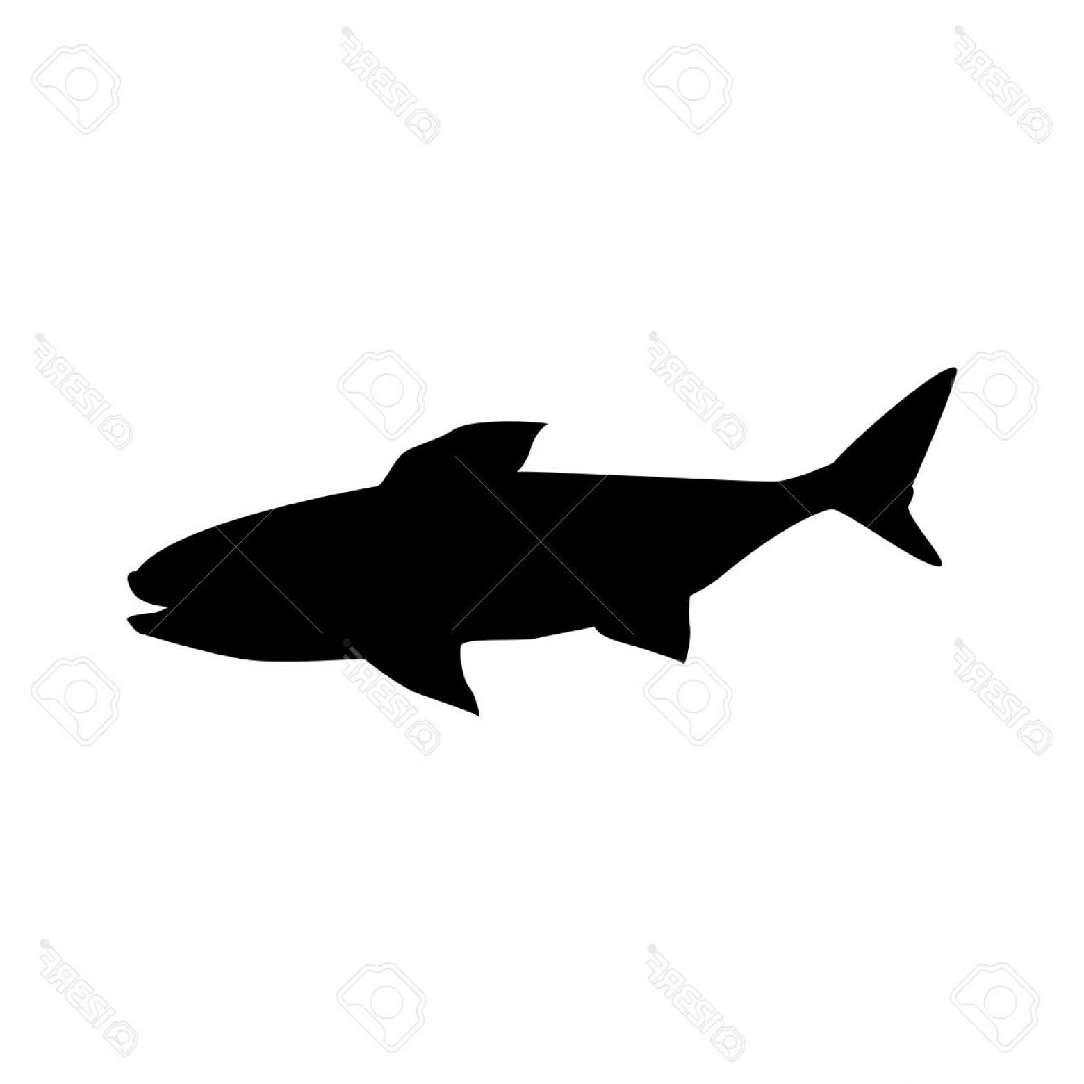 1560x1560 Photostock Vector Shark Marine Wildlife Water Animal Silhouette