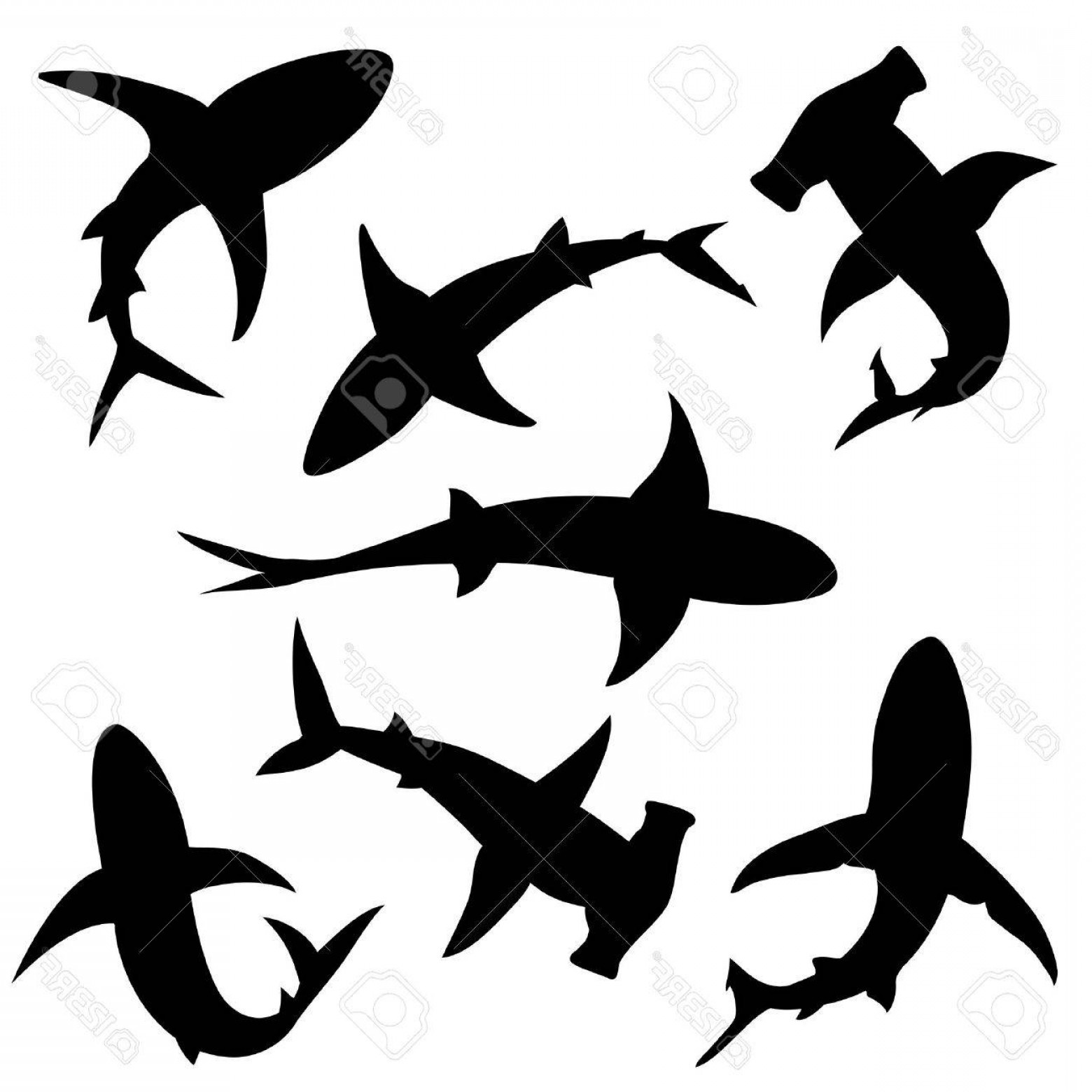 1560x1560 Photostock Vector Shark Vector Silhouettes Set Sea Fish Animal