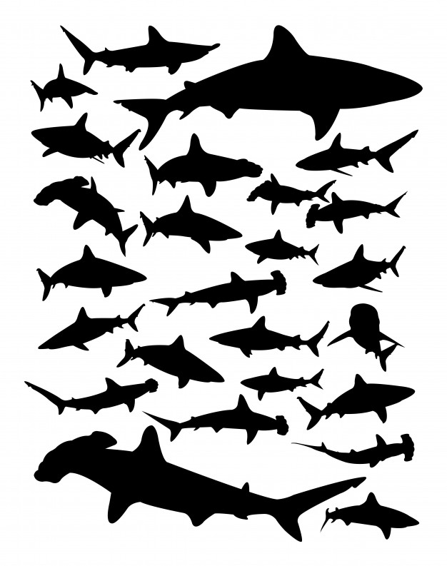 626x793 Silhouette Of Shark Vector Premium Download