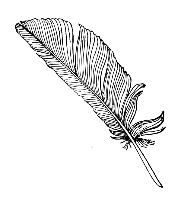 Download Simple Feather Vector at Vectorified.com | Collection of ...