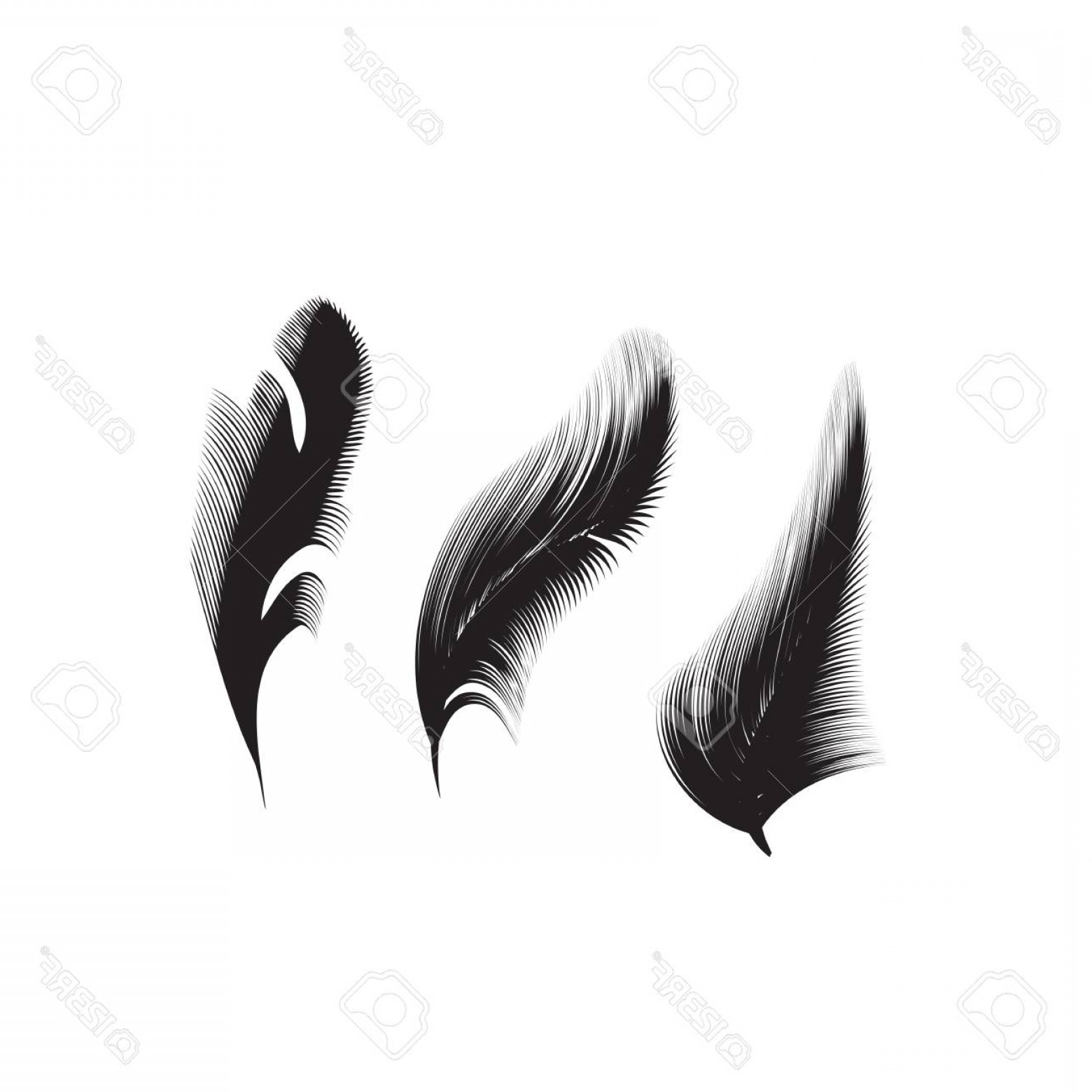 Bird Feather Vector Lamaison 1560x1560 Bird Feather Vector Lamaison