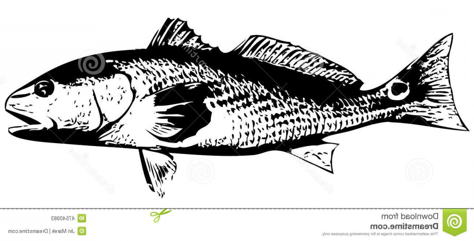 1560x794 In Red White Black Drum Fish Vector Sarahgardan