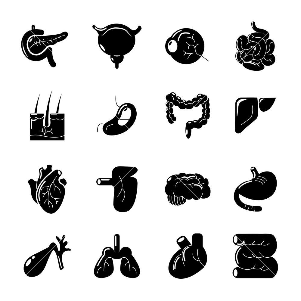 1000x1000 Internal Human Organs Icons Set Simple Illustration