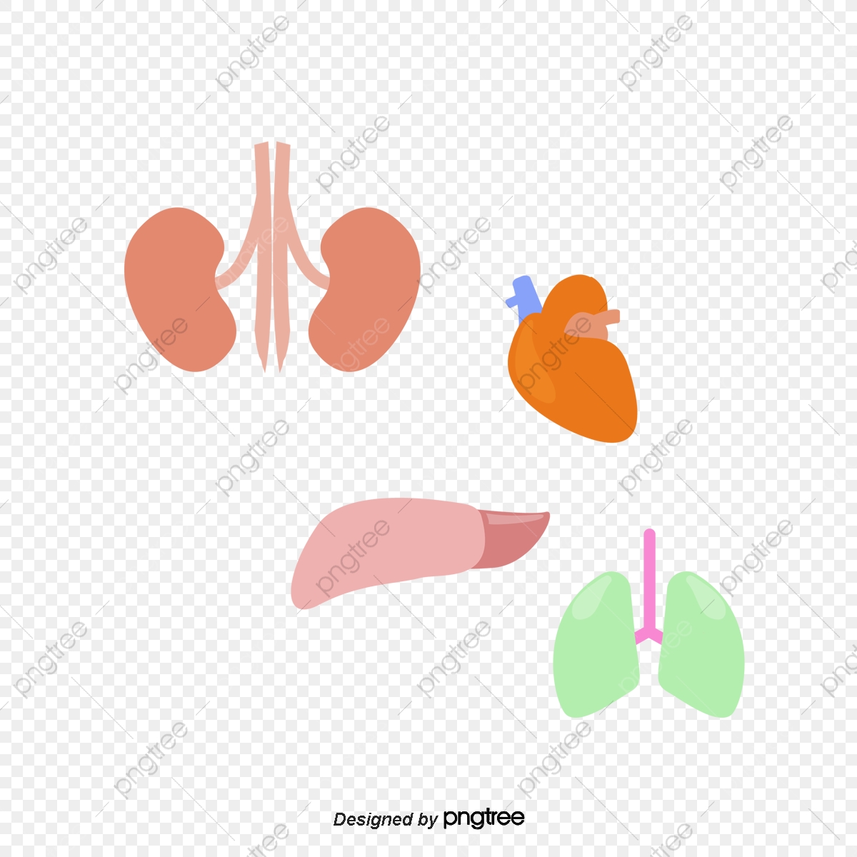 1200x1200 Flat Vector Human Internal Organs, Vector, Flat, Simple Png