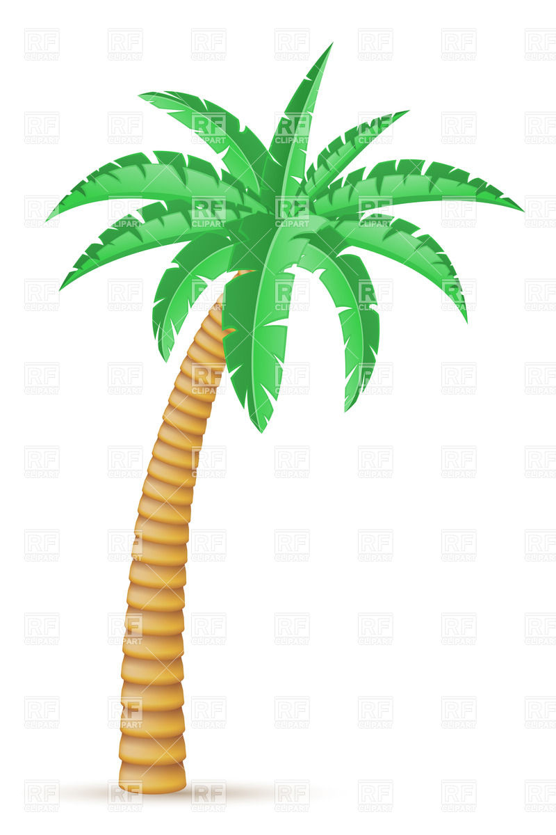Tropical Palm Tree Isolated On White Background Vector Image 800x1200 Tropical Palm Tree Isolated On White Background Vector Image
