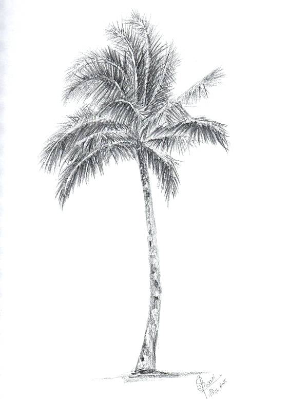 Simple Palm Tree Vector at Vectorified.com | Collection of Simple Palm ...