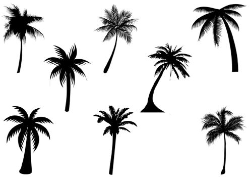 Collection Of 'palm Tree Vector Silhouette' Download More Than 500x350 Collection Of 'palm Tree Vector Silhouette' Download More Than