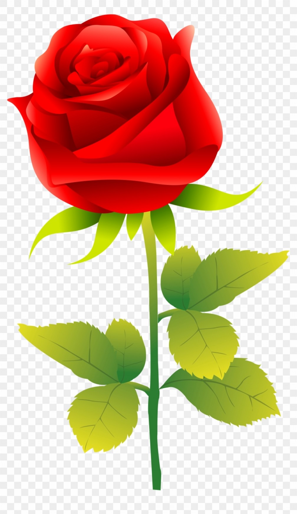 1008x1741 Simple Beauty And The Beast Rose Vector Catchsplace