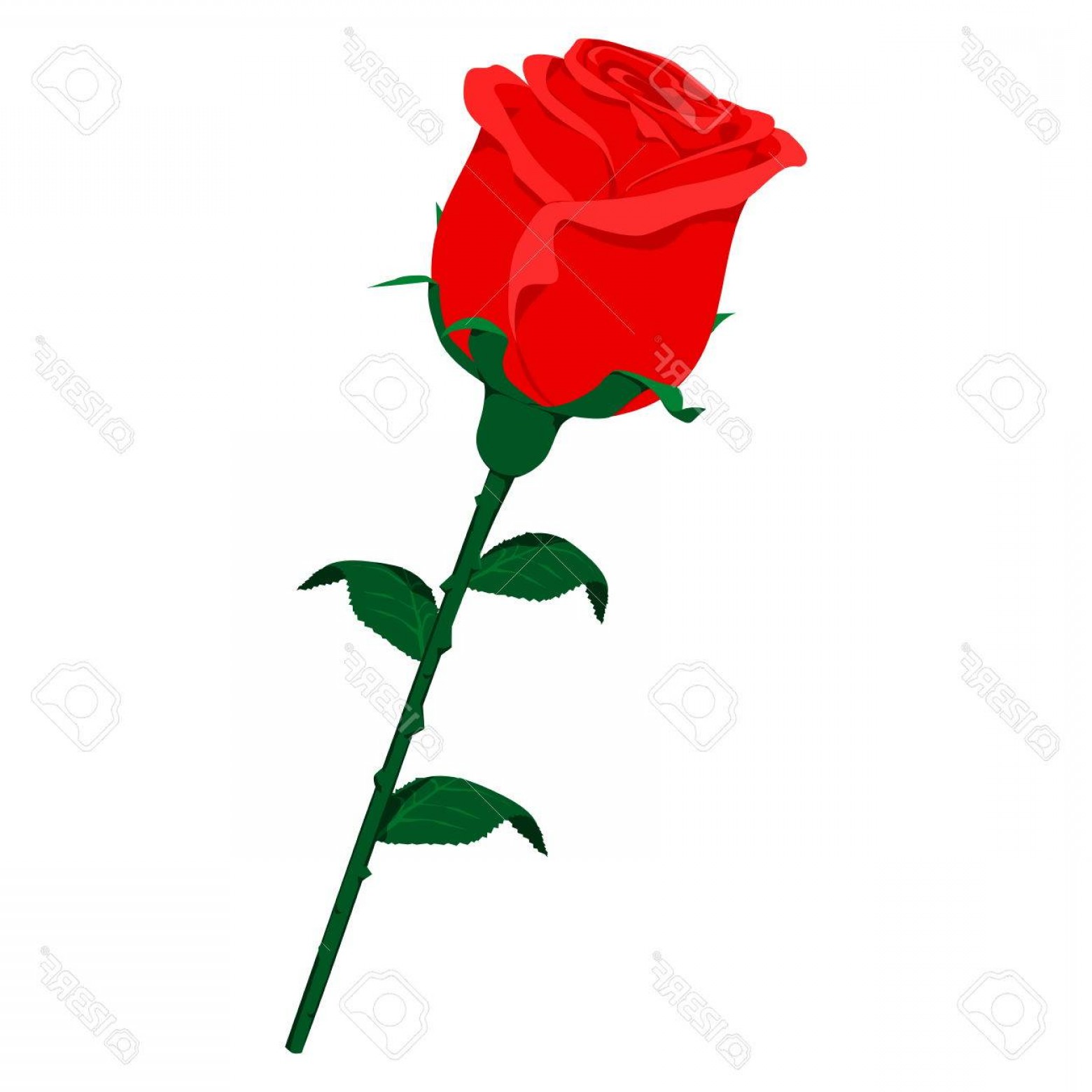 1560x1560 Photostock Vector Isolated Rose On Transparent Background Simple