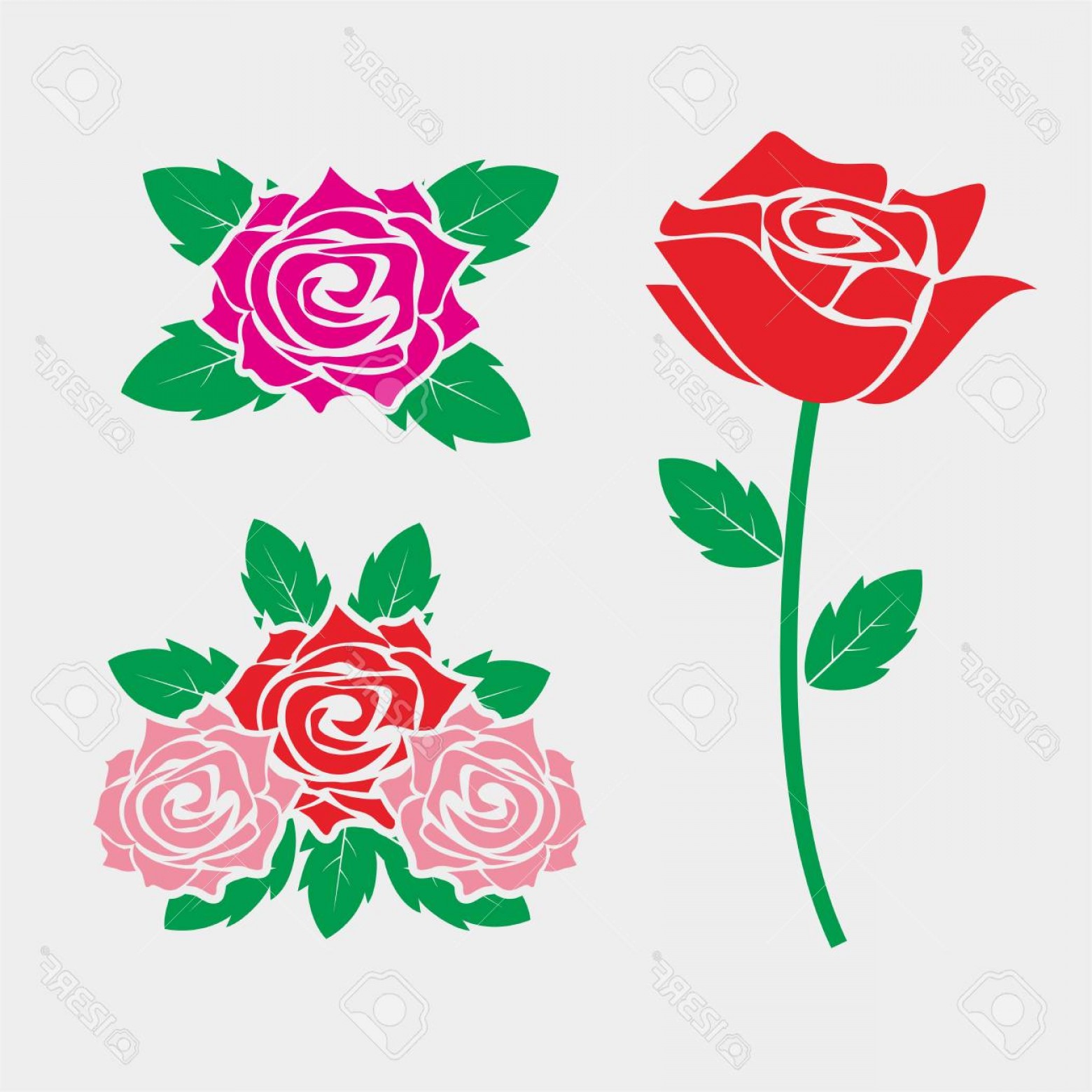 1560x1560 Photostock Vector Rose Vector With Simple Design Cqrecords