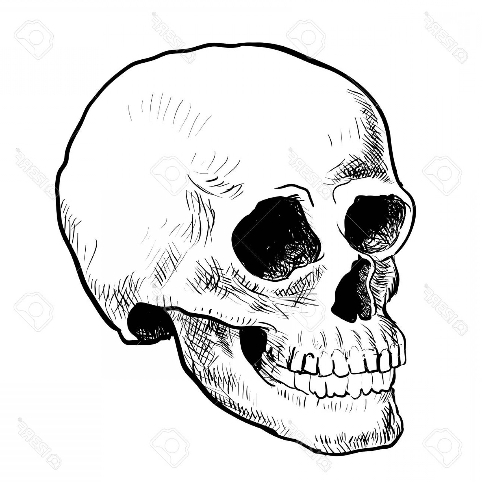 1560x1560 Photostock Vector Illustration Skull Sketching Style Isolated