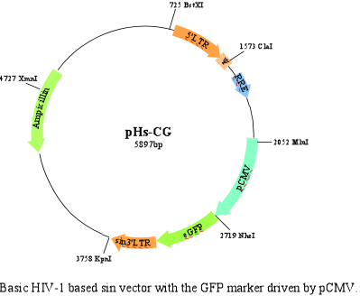 399x328 Helix Hiv Lentivirus Vectors